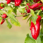 como-cultivar-pimentos-quentes-em-casa-12-dicas-importantes.webp.webp